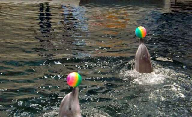 1097097_528633297205693_1031534299_o