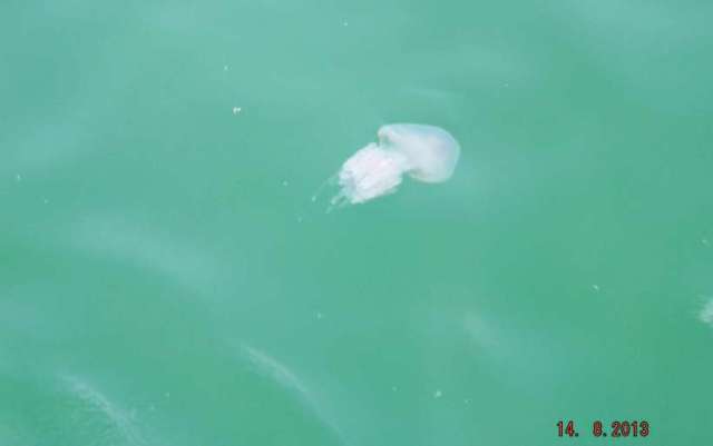 1146835_528634790538877_642861329_o