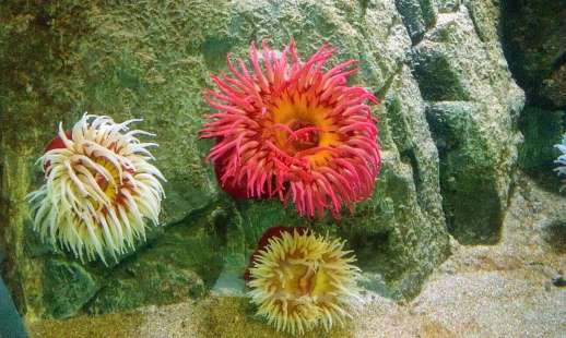 976945_500848443317512_561706016_o